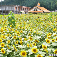 洲原ひまわりの里