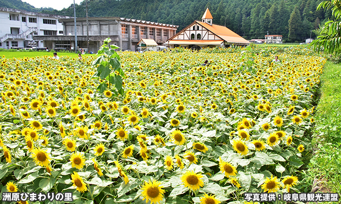 洲原ひまわりの里