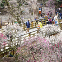 熱海梅園