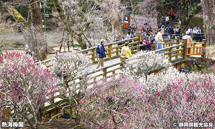 熱海梅園