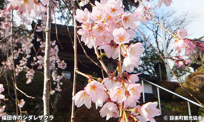 福田寺のシダレザクラ