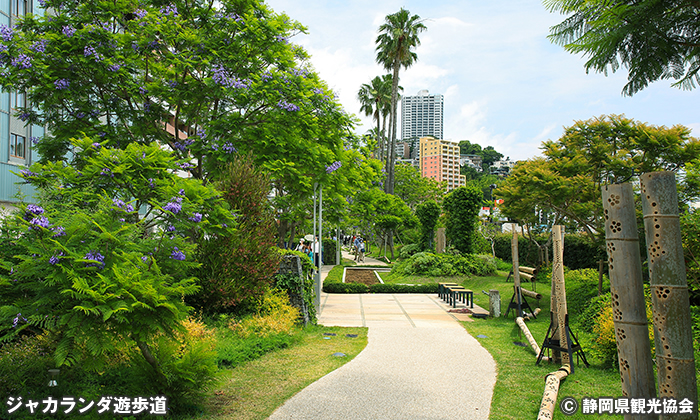 ジャカランダ遊歩道