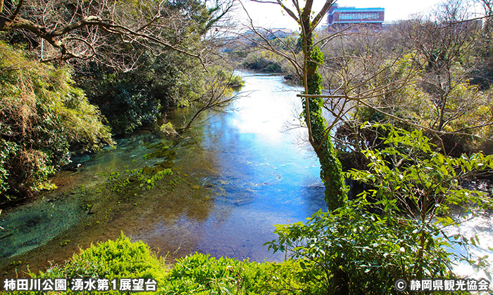 柿田川公園