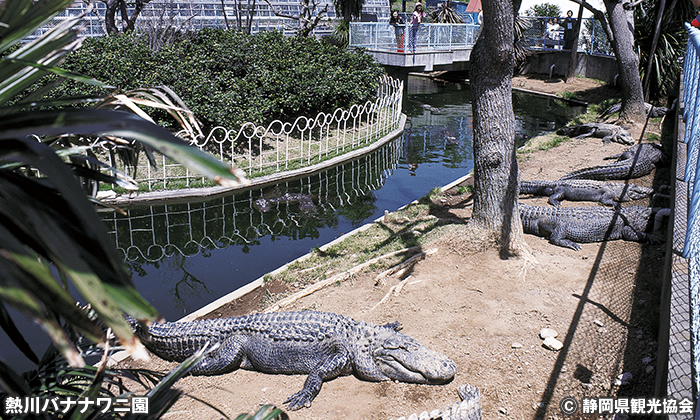 熱川バナナワニ園