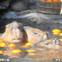 伊豆シャボテン動物公園