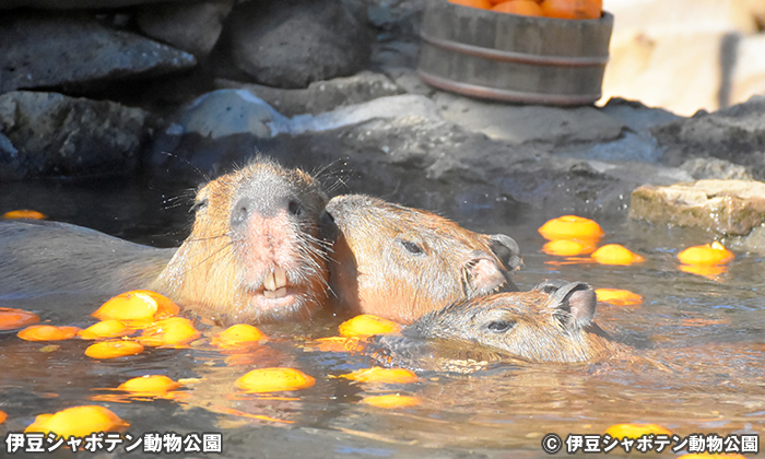 伊豆シャボテン動物公園