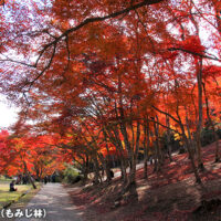 修善寺自然公園