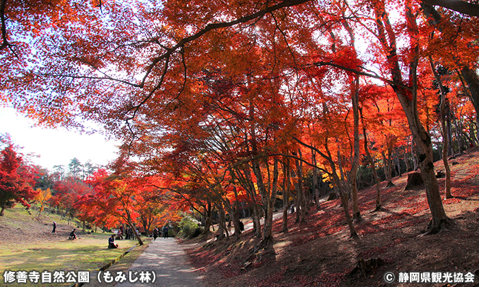 修善寺自然公園