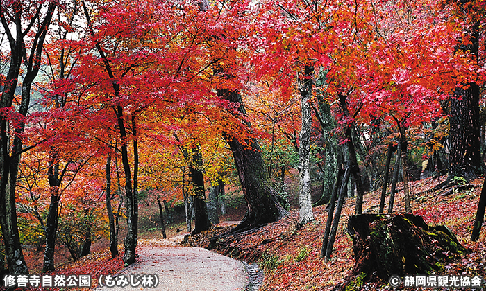 修善寺自然公園