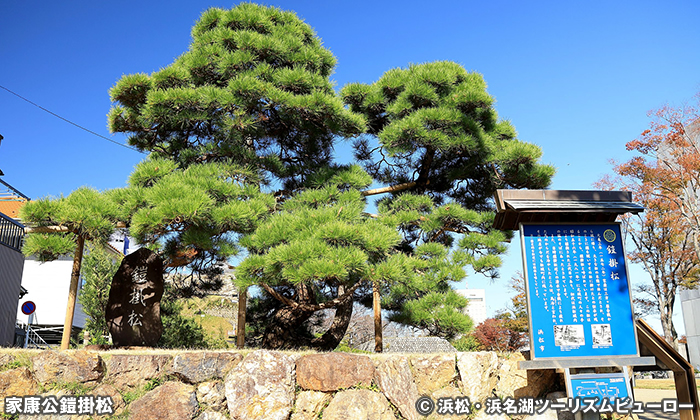 家康公鎧掛松